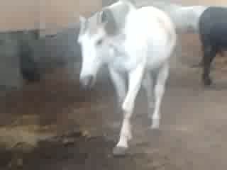 Joda pije