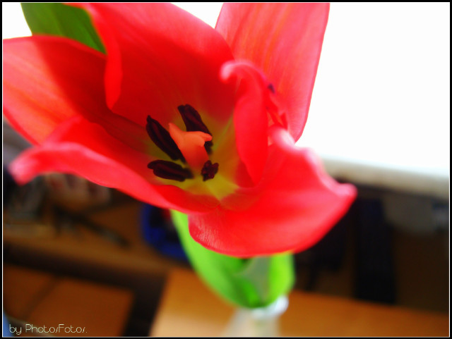Wpis photosfotos