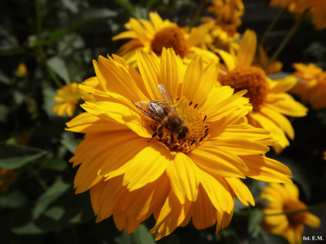 bzz.