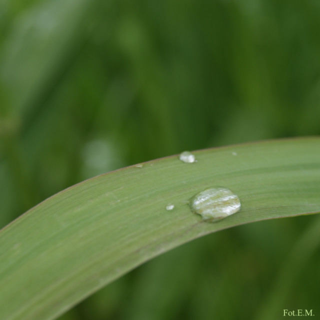 raindrops.