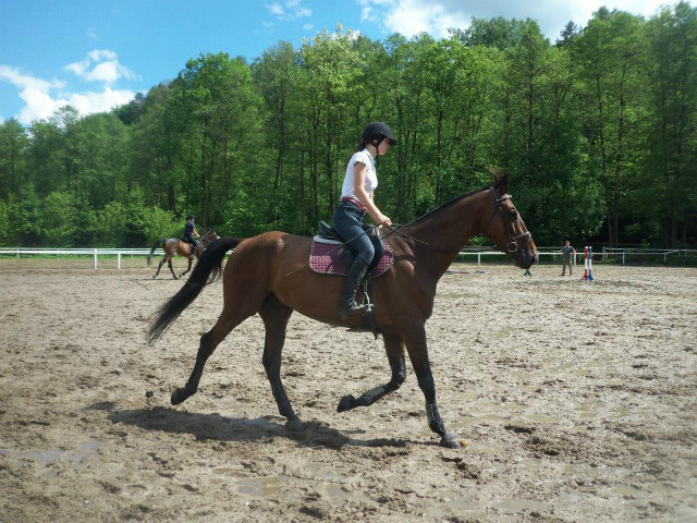 Wpis dressagehorse