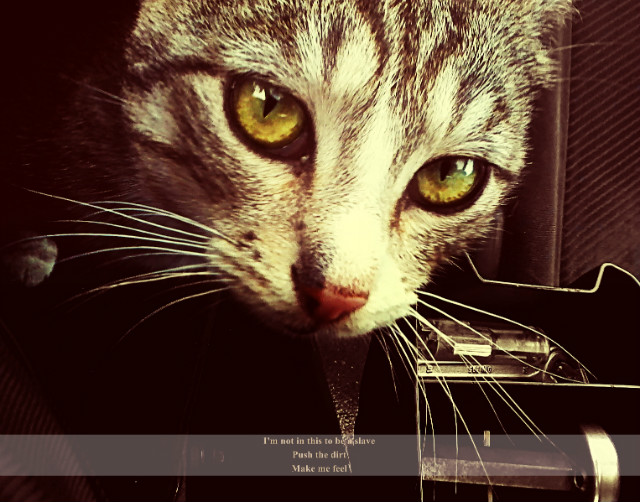 #catcatcat