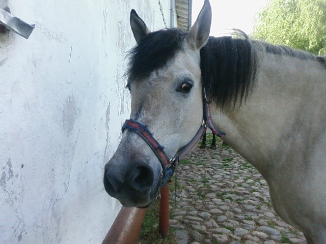 Wpis kozazaxd