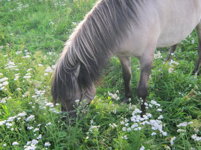 Konik polski