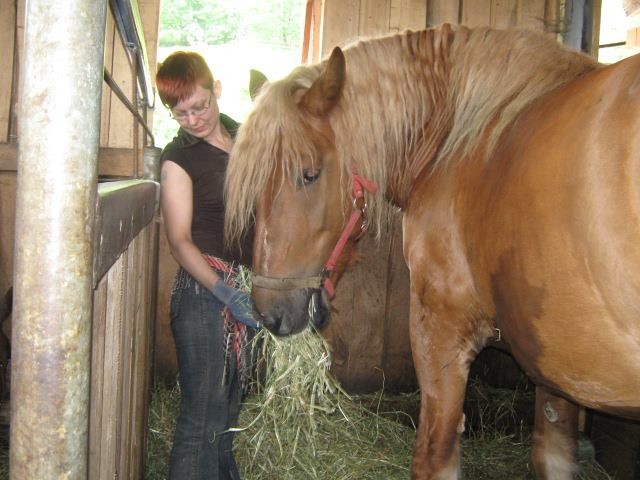 Wpis myyhorseworld