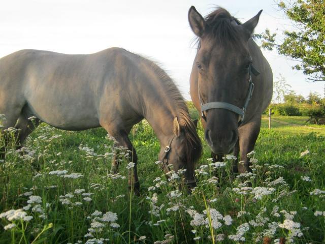 Wpis myyhorseworld