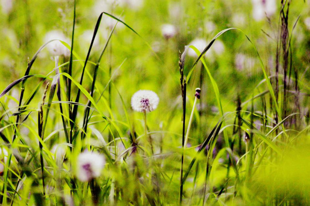 Nature