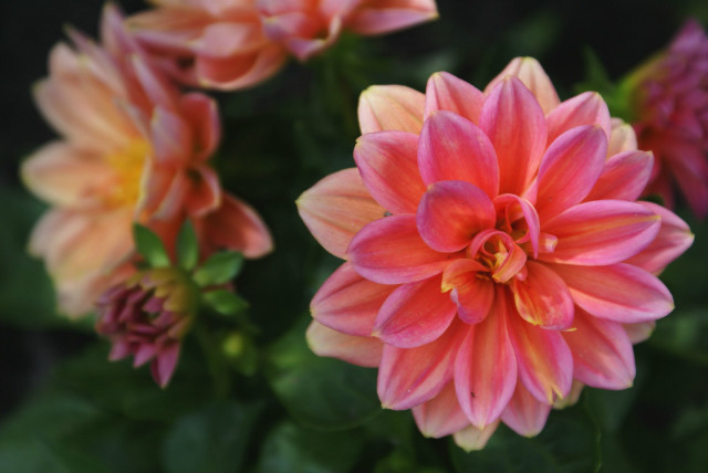 pink flower.