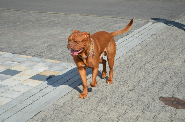 der Freund