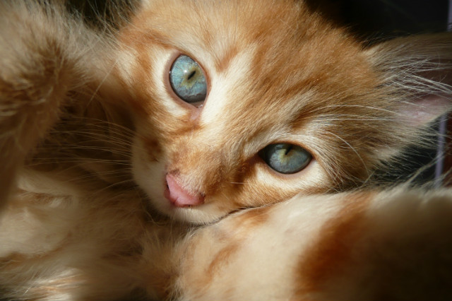 Leo (wrzesie 2012)
