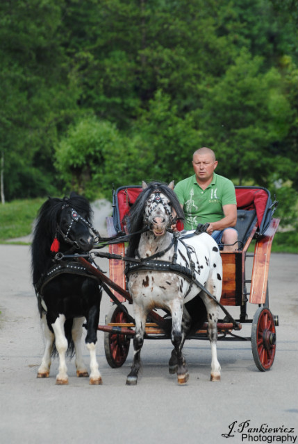 Wpis szalowa15