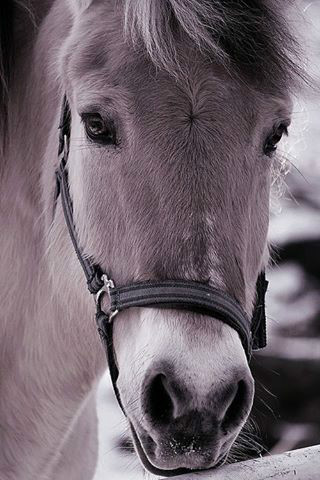 Wpis horseslives