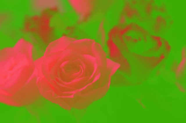 Roses, roses everywhere.