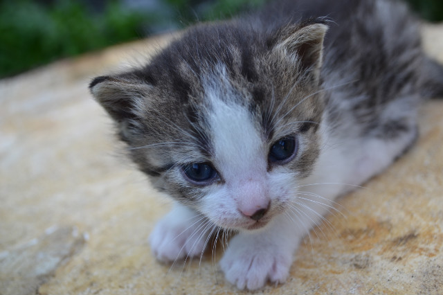 Kitten