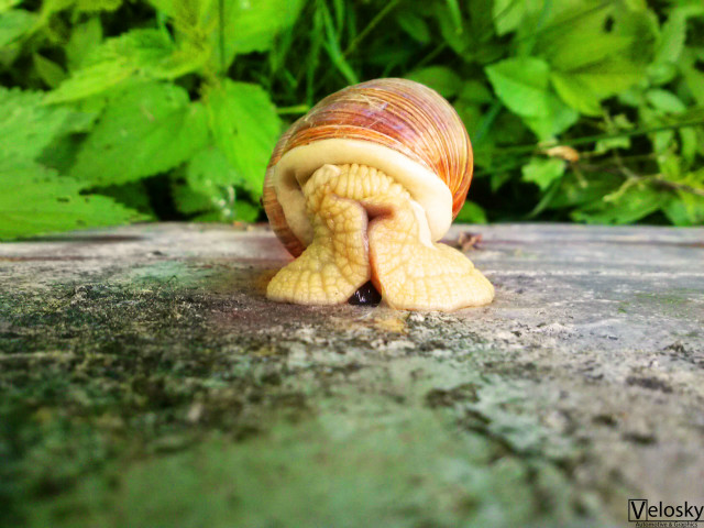 Mr.Snail