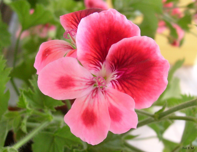 Pelargonium.