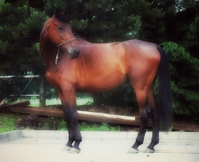 Wpis dressagehorse