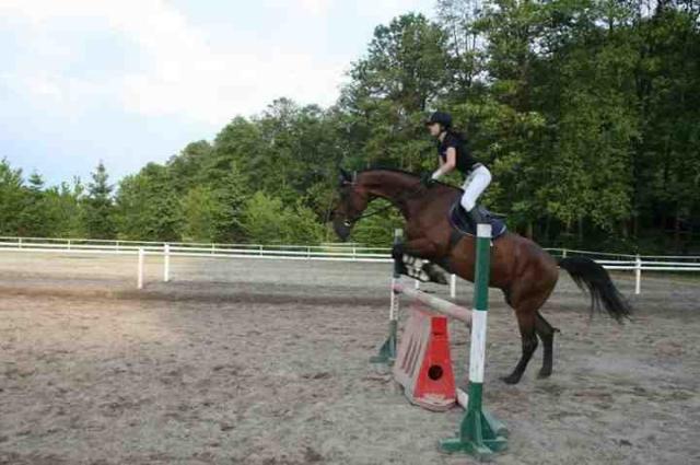 Wpis dressagehorse