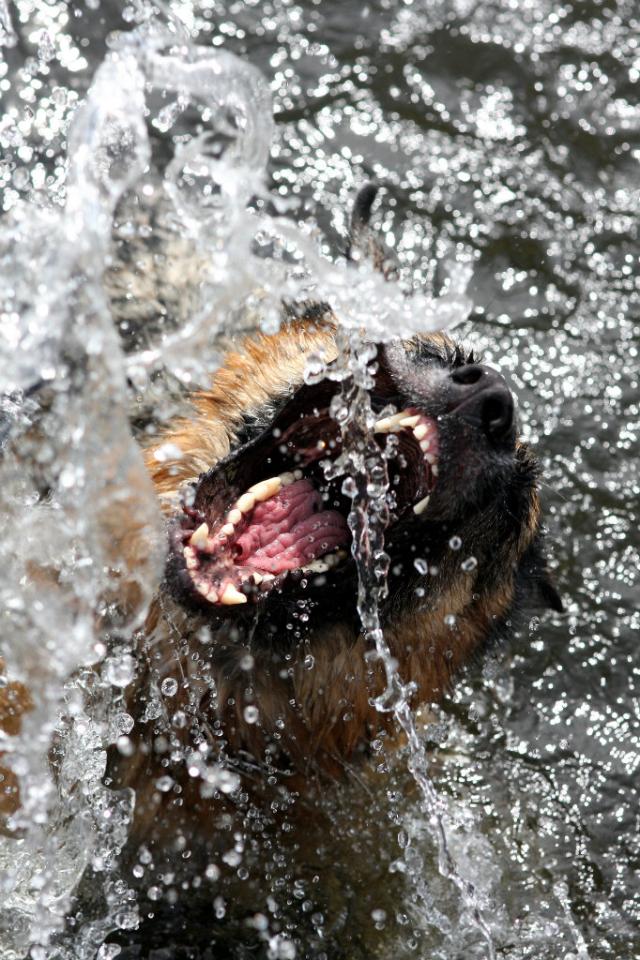 Jaws 2