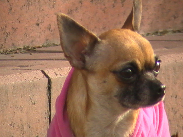 W wersji na sucho:*