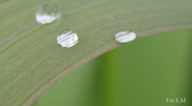 grass.