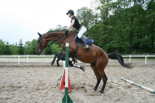 Wpis dressagehorse