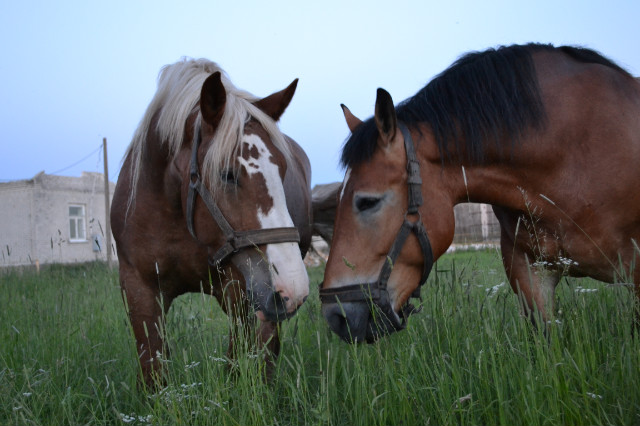 Horses