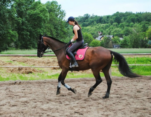 Wpis dressagehorse