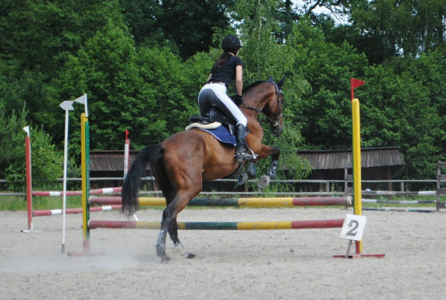 Wpis dressagehorse