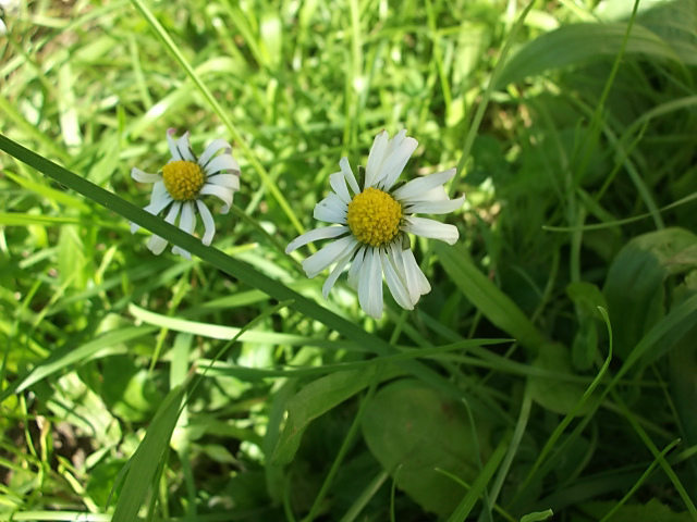 Flowers. 