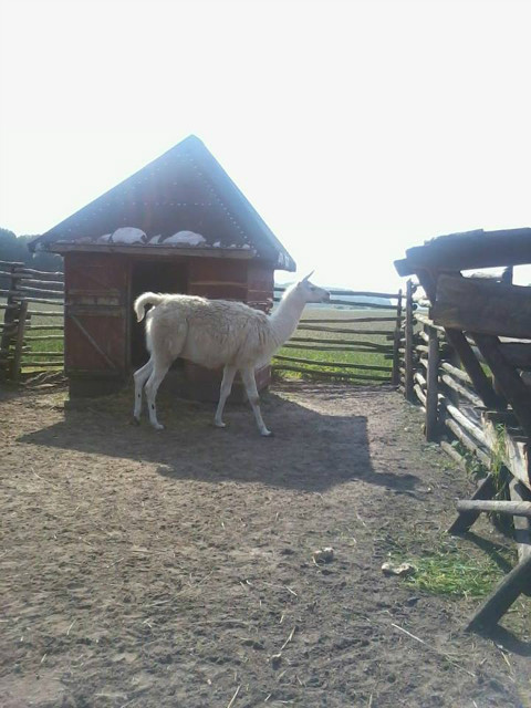 Laama 