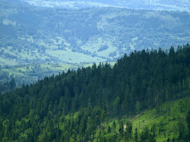 z Hali Boraczej