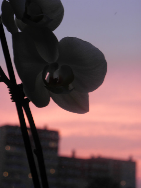 Orchidea....
