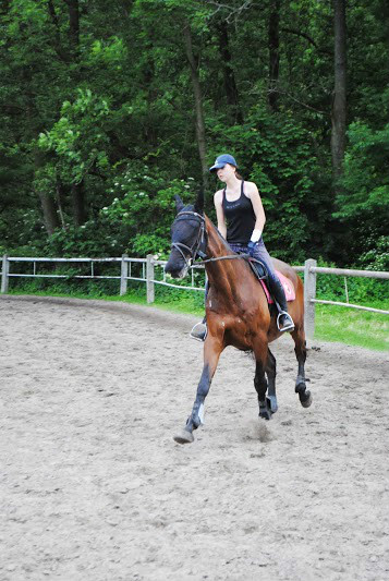 Wpis dressagehorse