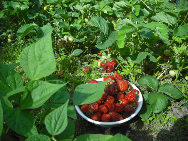 Dziurawiec Skpolistny