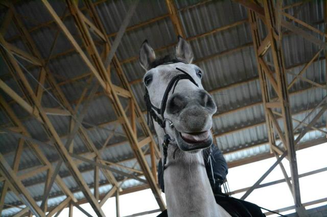 Equin