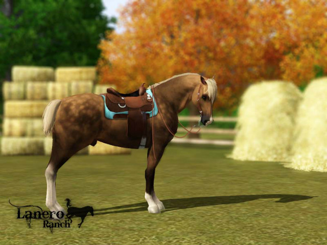 Wpis horseparadise