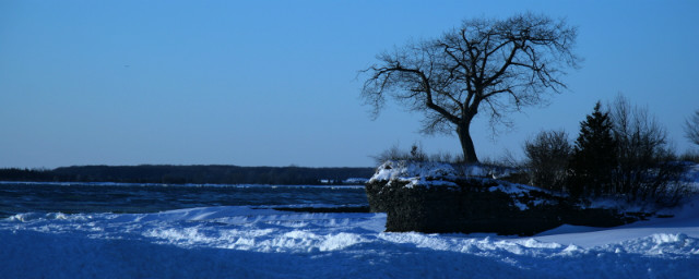 Island of sad trees...