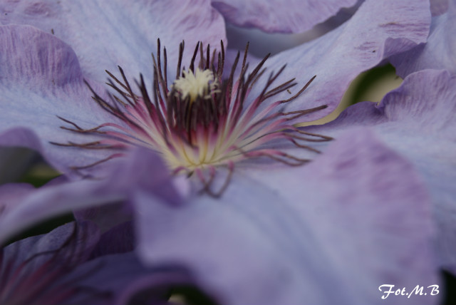 Wpis maniaphotography