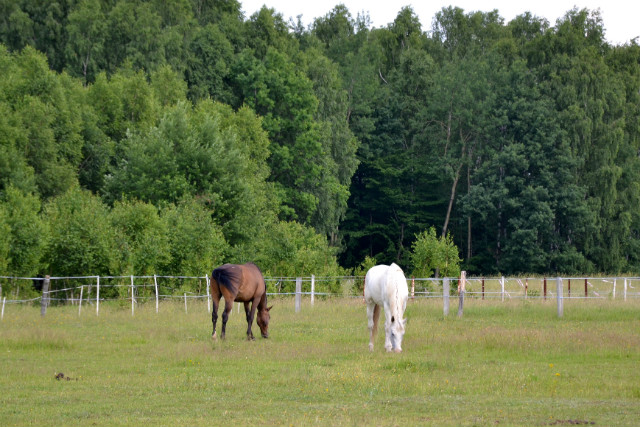 Wpis hoofbeats