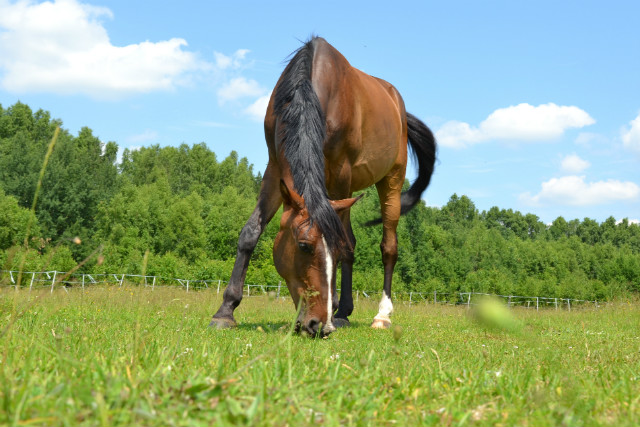 Wpis hoofbeats