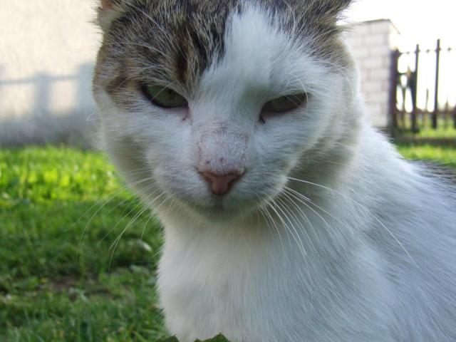 Deki.[*]