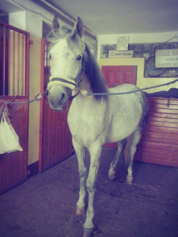 Wpis brylcioo