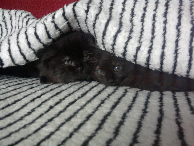 kitten