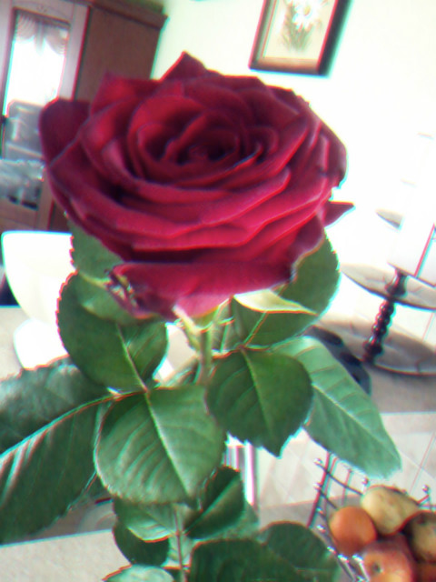 rose