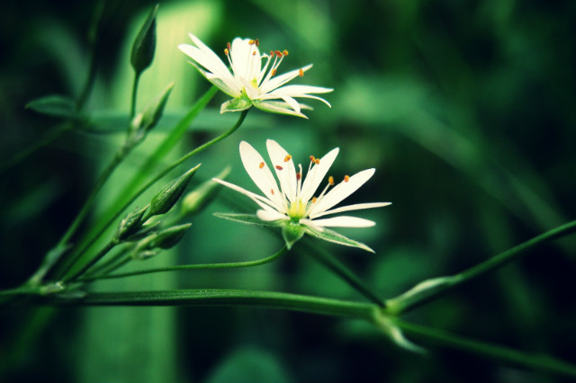 Wpis ventusspes