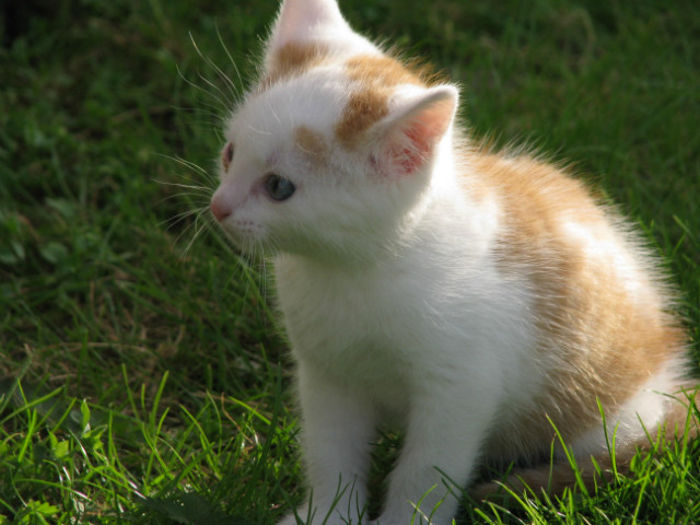 Kotek 