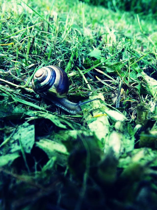 Snails 