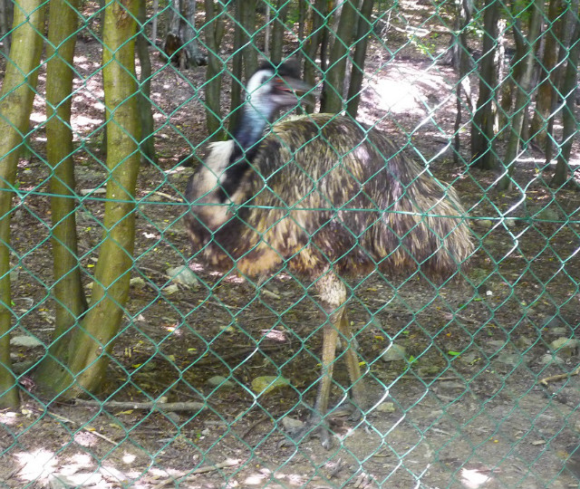 Emu