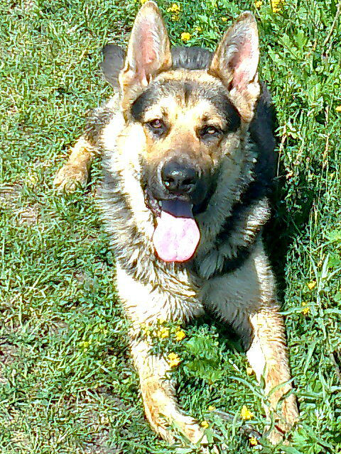 Bruno 